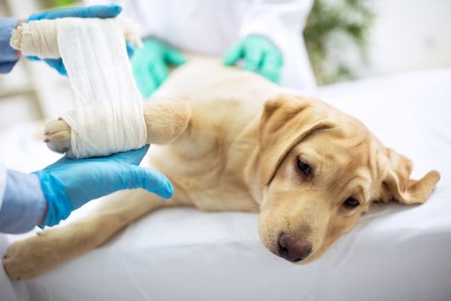 Bandaging a dog's paw at the Enimal Klinik veterinary clinic in Kiev. Bring your pet at a discount.