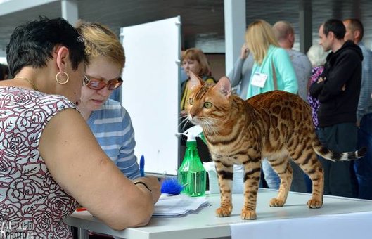 Purebred Bengal kittens in the Odessa cattery ADesaDiamond with delivery across Ukraine. Buy at a discount.23