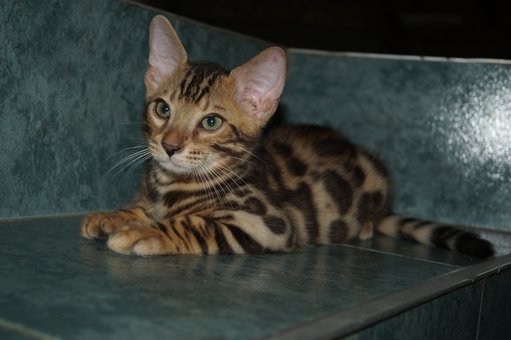 Purebred Bengal kittens in the Odessa cattery ADesaDiamond with delivery across Ukraine. Buy at a discount.29