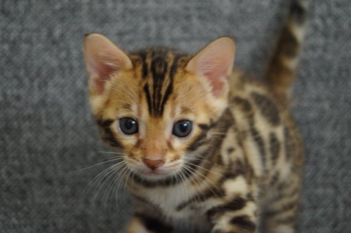 Purebred Bengal kittens in the Odessa cattery ADesaDiamond with delivery across Ukraine. Buy at a discount.37