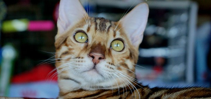 Бенгальські кошенята в котячому розпліднику «А-Десса Даймонд» в Одесі. Купуйте бенгалів зі знижкою.