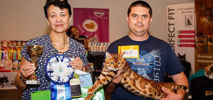 Кошенята бенгалів в одеському розпліднику «А-ДессаДаймонд» з доставкою по Україні. Купуйте зі знижкою.