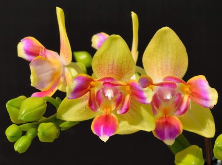 Varietal orchids in the online store «TsvetOk» in the Dnieper. Buy on stock.