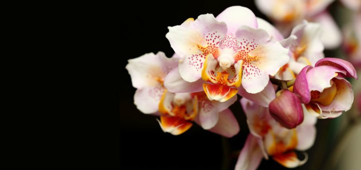 Phalaenopsis orchids in the online store «TsvetOk» in the Dnieper. Buy on stock.