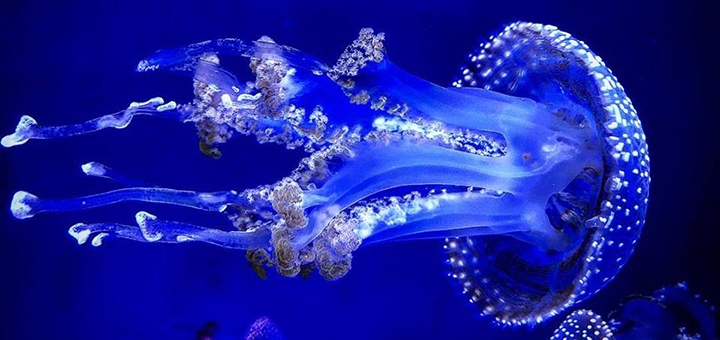 Discounts for holidays at the Jellyfish Museum in Kiev2