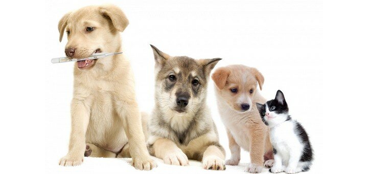 Diagnostics of animal diseases in the veterinary center &quot;biomir&quot; in the dnieper. sign up for a discount.