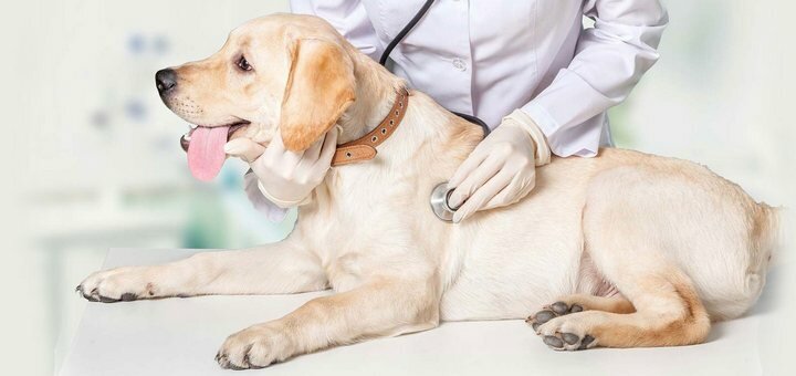 Treatment of pets in the veterinary center &quot;biomir&quot; in the dnieper. sign up for a discount.