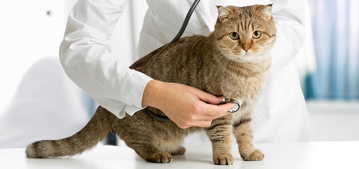 Treatment of domestic and exotic animals in the veterinary center &quot;biomir&quot; in the dnieper. sign up for a discount.