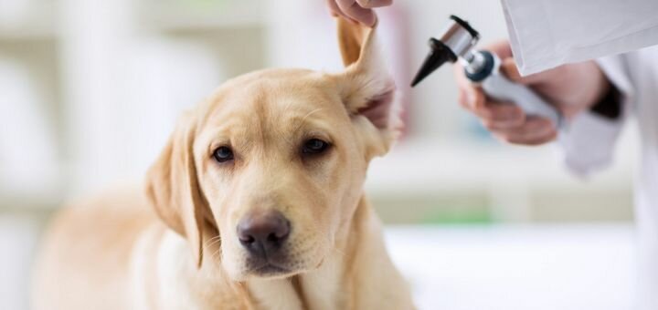 Laboratory research for animals at the biomir veterinary center in dnipro. sign up for a discount.