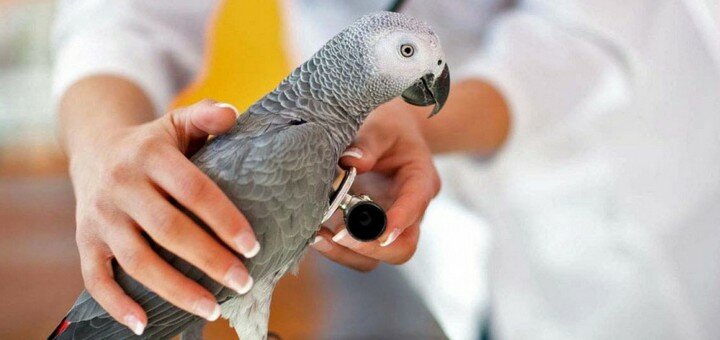 A veterinarian for birds at the biomir veterinary center in dnipro. sign up for a discount.
