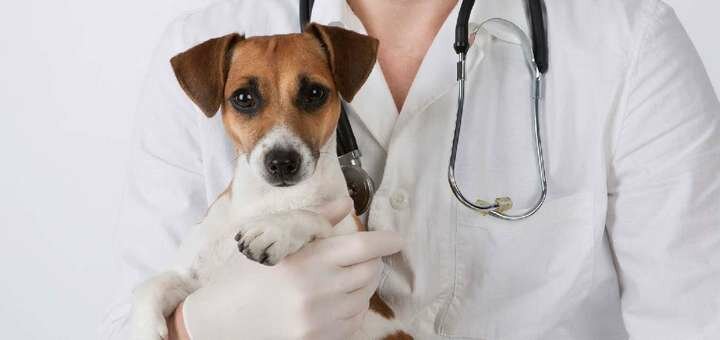Hotel for animals in the veterinary center &quot;biomir&quot; in the dnieper. sign up for a discount.