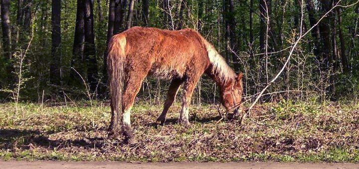 Promotion for services from the equestrian center &quot;horse dvor&quot;