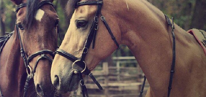 Horse riding discount