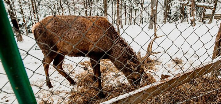 Знижки на відпочинок у готельному комплексі «Карпатська вежа» у Мигові. Акція на проживання у готелі. Знижки в ресторані в Мигово 43