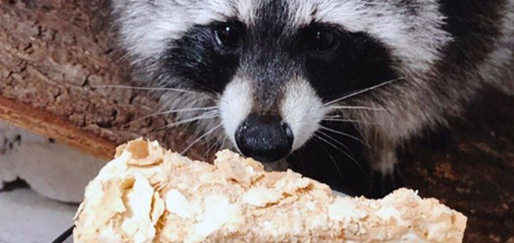 Coffee shop with raccoons in kharkov