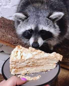 Discount coffee in raccoon coffee