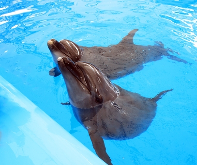 Dolphinarium Nemo Koblevo. Stock.