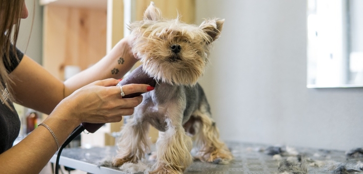 Грумінг barber pet в києві. замовляти по акції