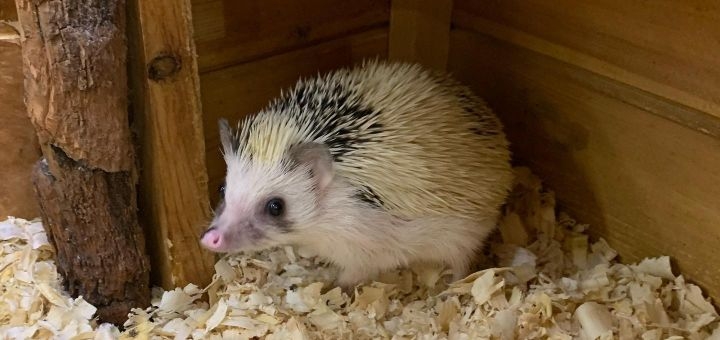Зоопарк City Zoo в Одессе, скидка на посещение