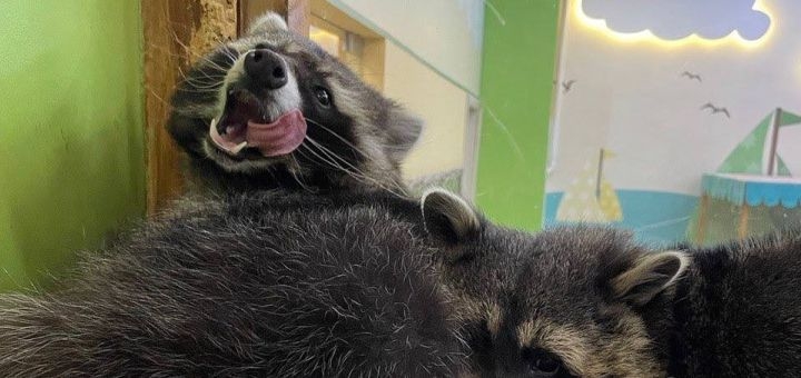 Зоопарк City Zoo в Одессе, скидка на посещение