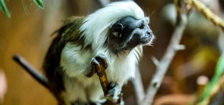 Marmosets, tamarines, monkeys and other exotic monkeys at the EKZOland Zoo in Kiev. Buy tickets at a discount.