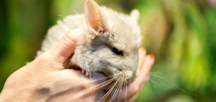 Chinchillas at the ekzoland zoo in kiev. buy tickets at a discount.