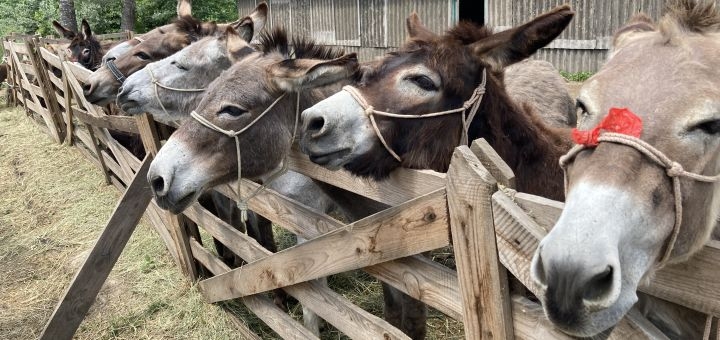 Donkey farm Osloff near Kyiv