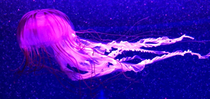 Jellyfish Museum in Kyiv, discounts on tickets