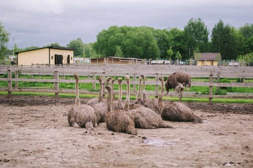 Yasnogorodka Family Ecopark. Ostrich farm