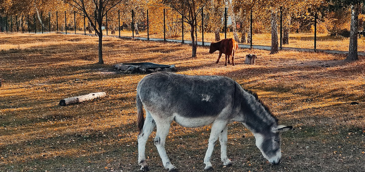 Beremitskoe Nature Park. Visit with the 20% discount