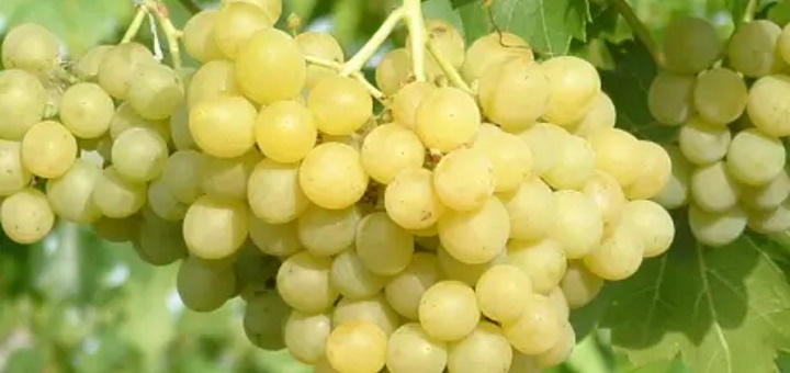 Винодельня Berezhnyi Winery под Киевом