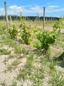 Berezhnyi Winery near Kyiv