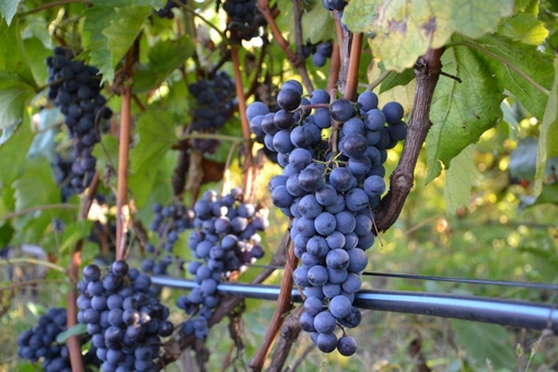Berezhnyi Winery near Kyiv
