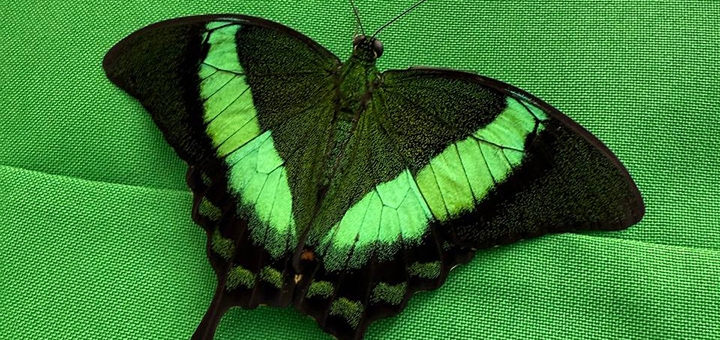 Выставка живых тропических бабочек по акции 2