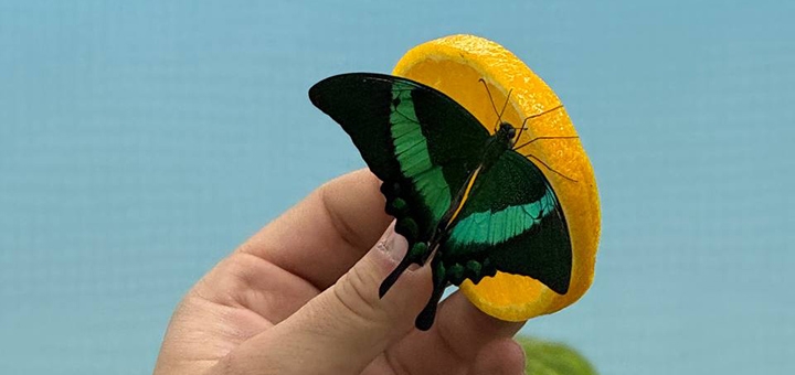 Выставка живых тропических бабочек по акции 6