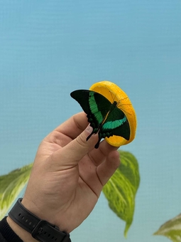 Виставка живих тропічних метеликів за акцією 12