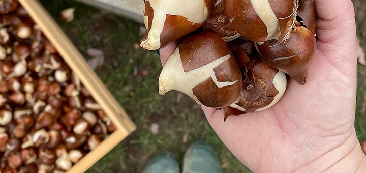 Ayris online gardening store. Order with a discount.