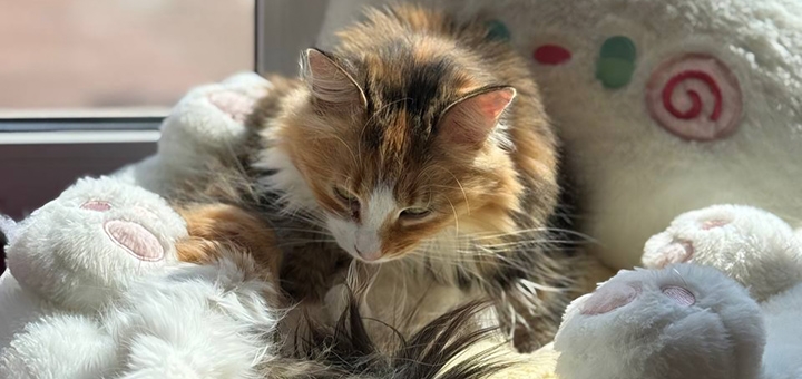 Murcota Cat Cafe. Visit with a 2-day special offer.