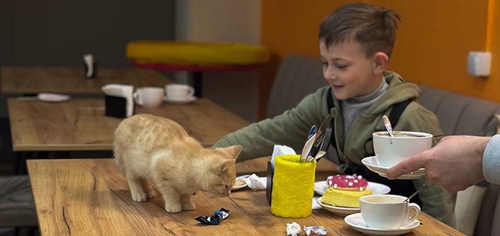 Murcota Cat Cafe. Visit with a special offer of 9