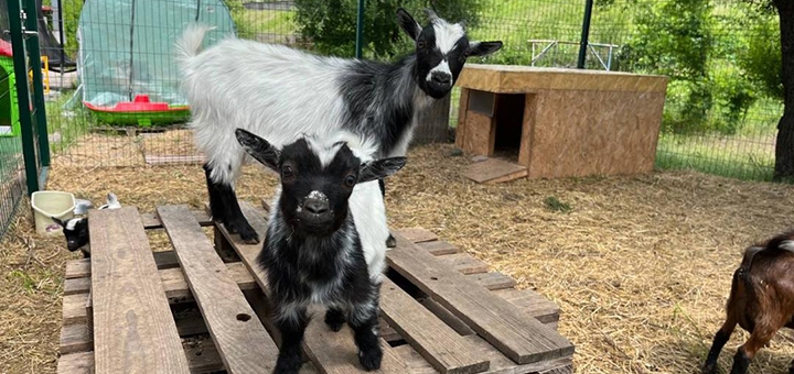 Reset, a Cameroon goat café. Visit with a special offer of 8