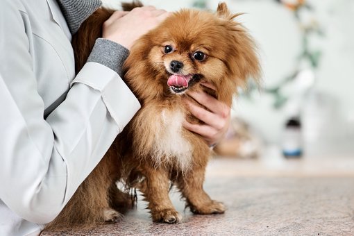 Grooming of dogs in the «ProKhvost» veterinary clinic in the Dnieper. Bring your dog for a promotion.