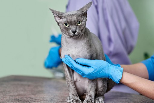 Cutting the claws of cats in the «ProKhvost» veterinary clinic in the Dnieper. Bring your dog for a promotion.