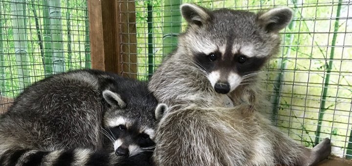 Shares in "Country Raccoon" in Kiev